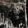 親子 de 散策