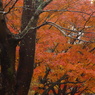 紅葉粧う