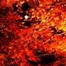 autumn foliage