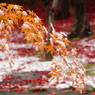みちのく雪の落ち紅葉