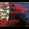 平林寺2