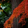 辰年の秋