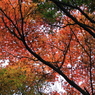 紅葉を見に行くと、