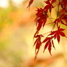 紅葉狩り