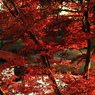 REDブリッジ