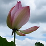 DSC00209