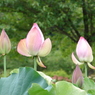 DSC00171