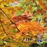 紅葉狩り