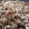 pancratium sickenbergeri