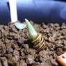 pancratium sickenbergeri