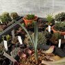 pancratium sickenbergeri
