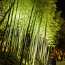 bamboo in the night