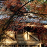 小春日和 #10
