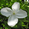 Pure White