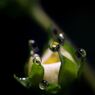 王冠のダイヤ