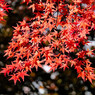 紅の葉