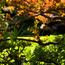 大隈公園・東京