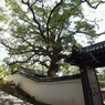 京都補完計画 其ノ玖拾壱