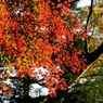 紅葉狩りin Takao