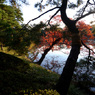 六義園・東京