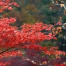 紅葉狩りin Takao