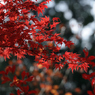 紅葉狩りin Takao