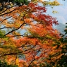 紅葉狩りin Takao