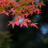 紅葉狩りin Takao
