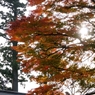紅葉狩りin Takao