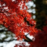 紅葉狩りin Takao