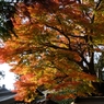紅葉狩りin Takao