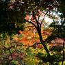 六義園・東京