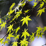 緑葉in Takao