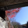 下界から紅葉狩り