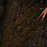 a rock climber