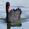 blackswan（英名）