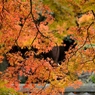 紅葉暖簾