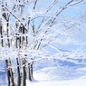 雪の朝
