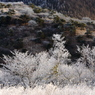 霧氷