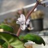 【Plectranthus ernstii】