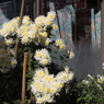 街角の菊