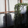 鉢植え