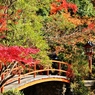 紅葉狩り