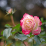 IMGP5184