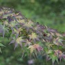 永観堂