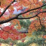 金閣寺