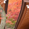 隙間からもみじ