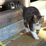 神社猫52