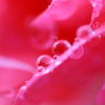 Raindrops。。。。