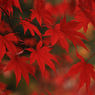 本土寺のもみじ１